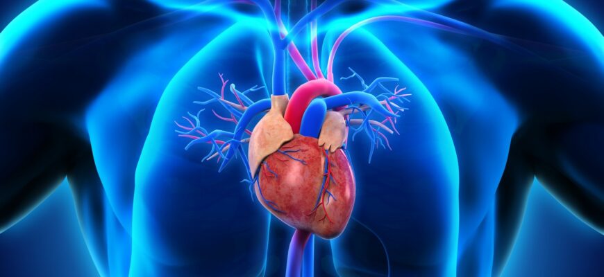 Электрическая система сердца